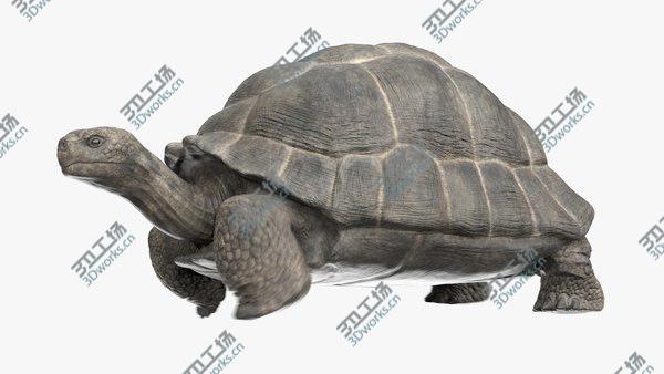 images/goods_img/20210312/Giant  Tortoise Animated model/1.jpg